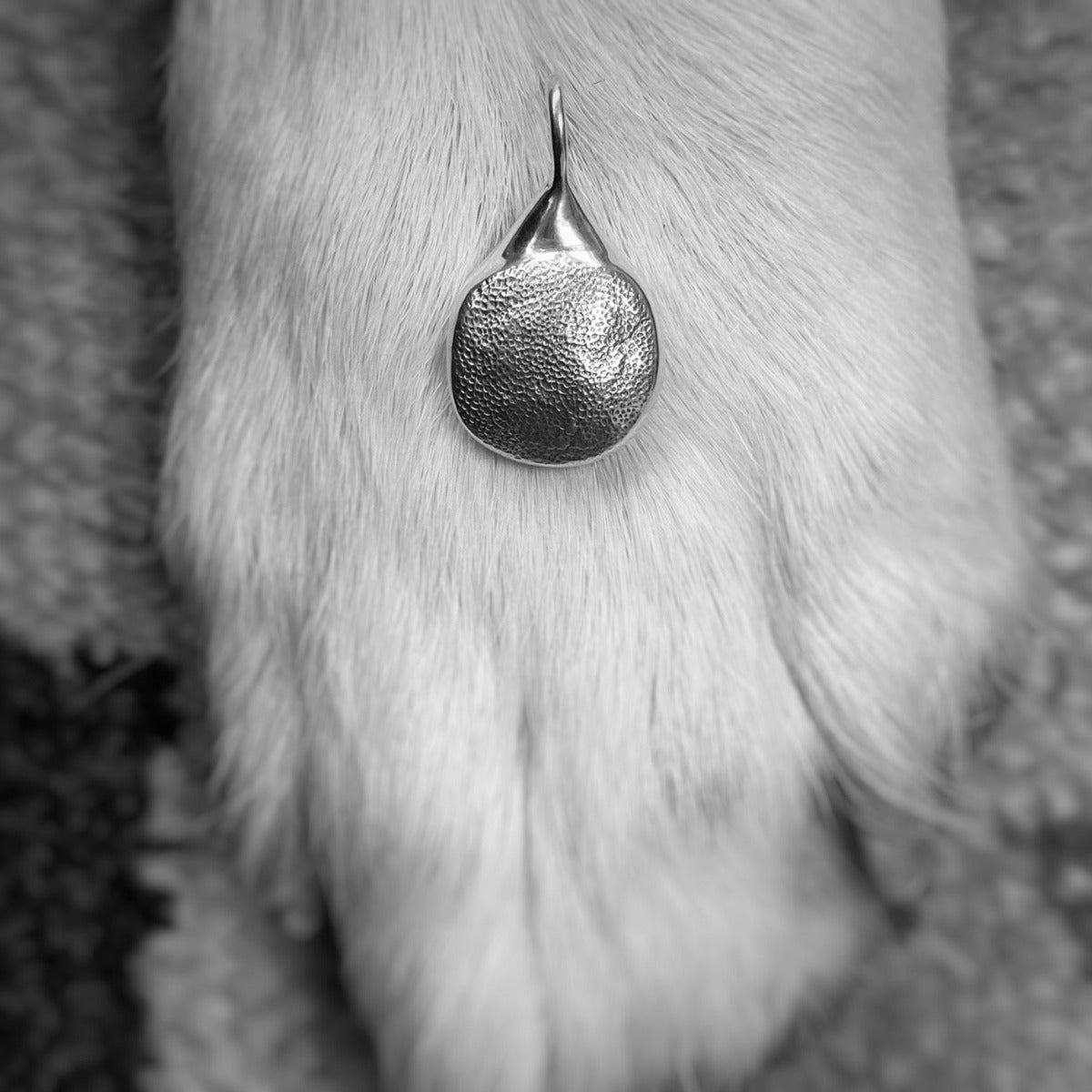 handmade dog paw print captured on a solid sterling silver pendant, hanging on a silver trace chain, photographed on a dogs paw